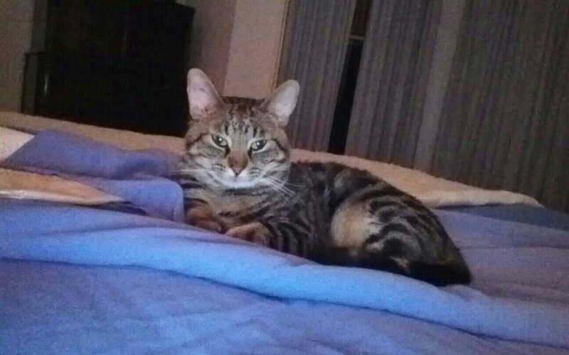 Tabby Cat on Bed — Blue, Calm