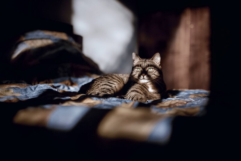 Tabby Cat on Bed — Brown, Calm, Morning