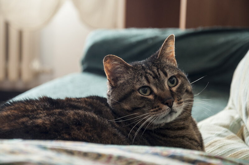 Tabby Cat on Bed — Brown, Calm, Photograph