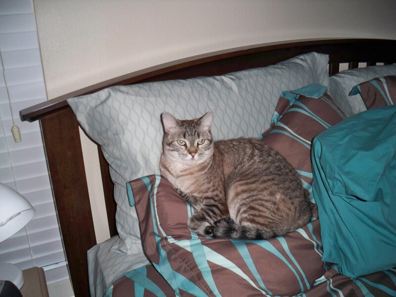 Tabby Cat on Bed — Brown, Calm