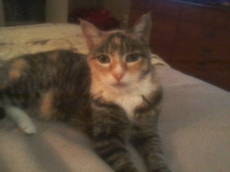 Tabby Cat on Bed — Brown