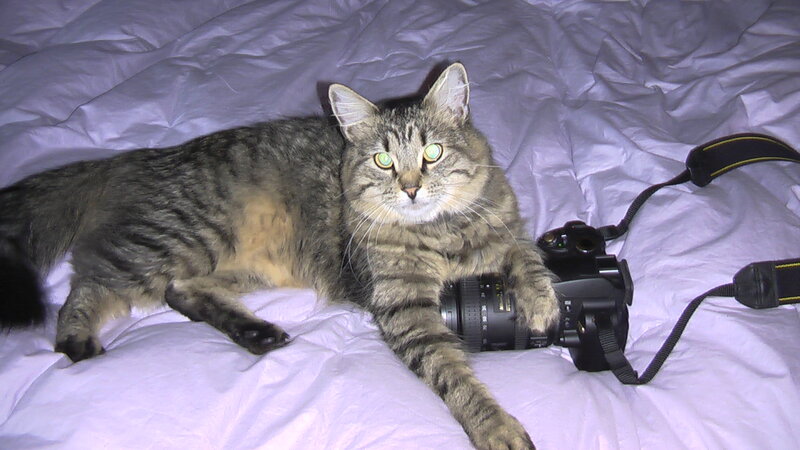 Tabby Cat on Bed — Gray, Calm