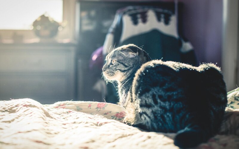 Tabby Cat on Bed — Gray, Serene