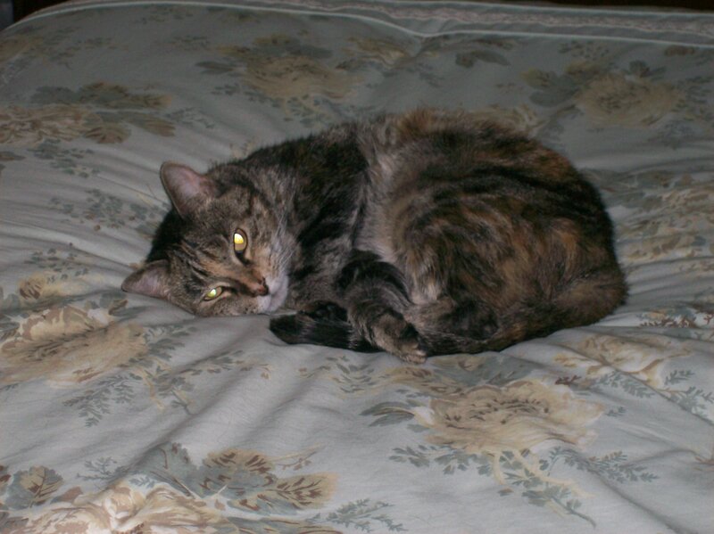 Tabby Cat on Bed — Gray