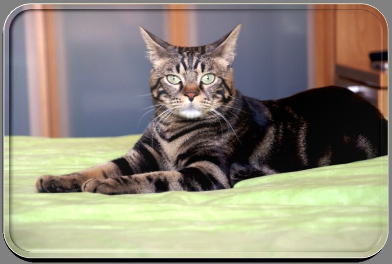 Tabby Cat on Bed — Green
