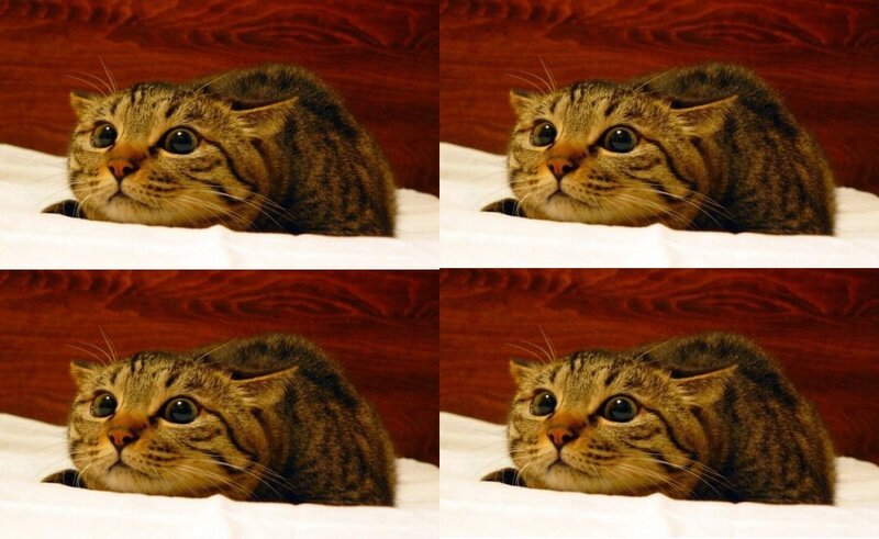 tabby cat on bed