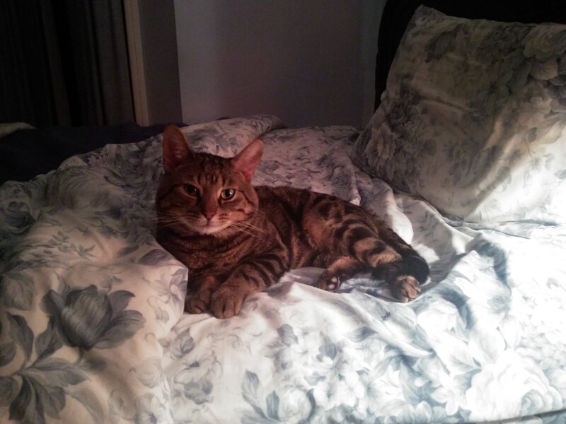 Tabby Cat on Bed — White, Calm