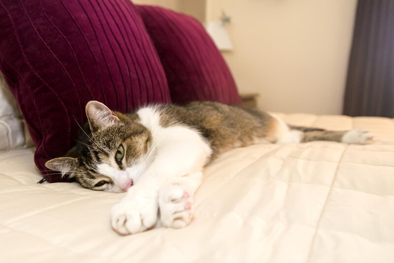 Tabby Cat on Bed — White, Relaxed