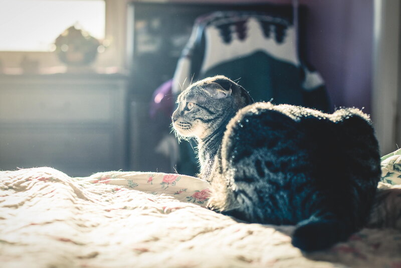 Tabby Cat on Bed — White, Serene