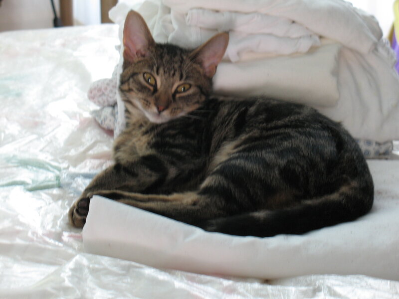 Tabby Cat on Bed — White