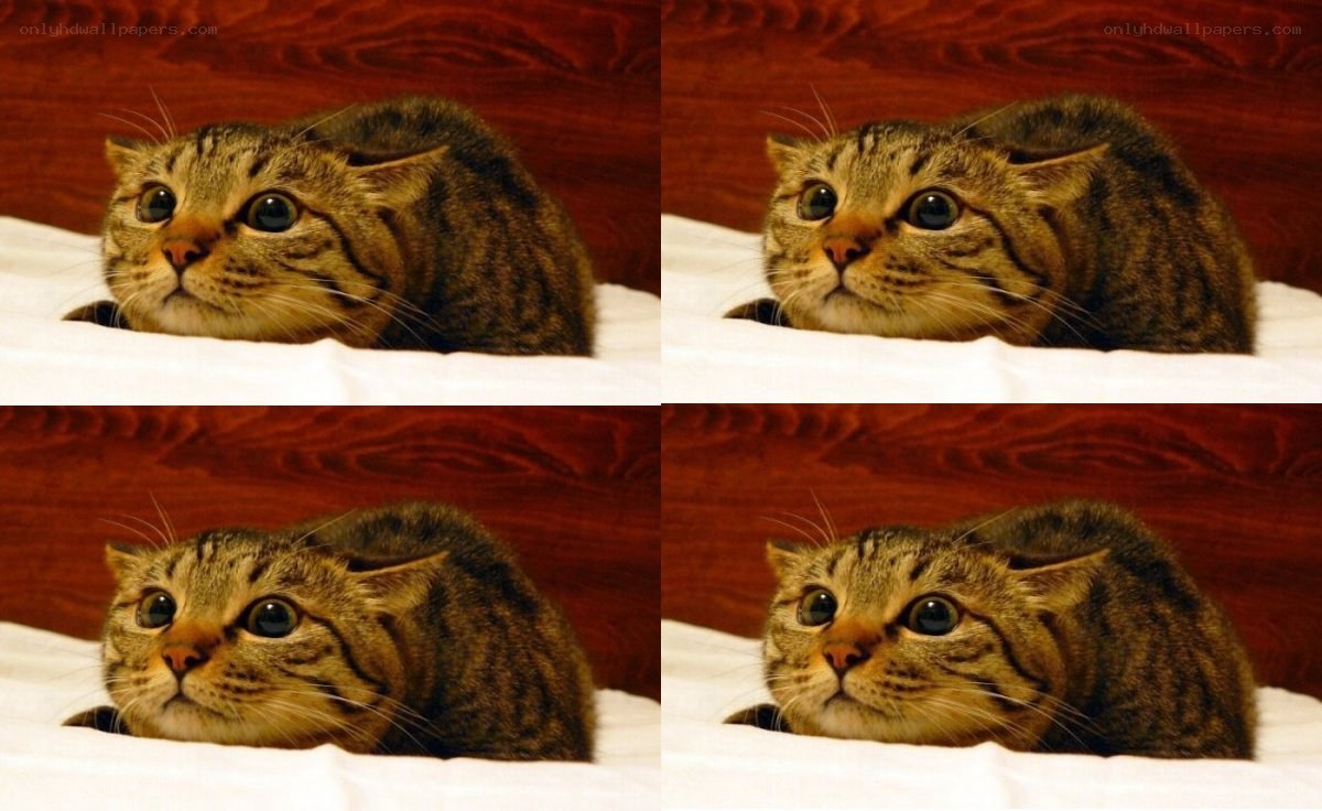 tabby cat on bed