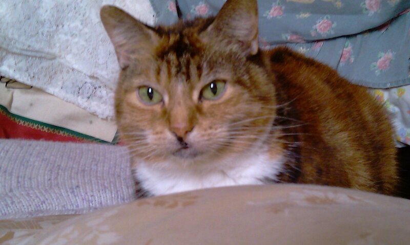 tabby cat on bedding