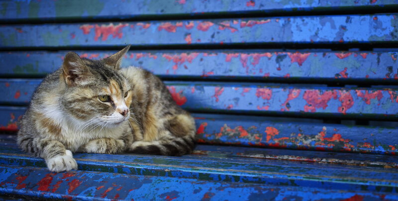 Tabby Cat on Bench — Blue
