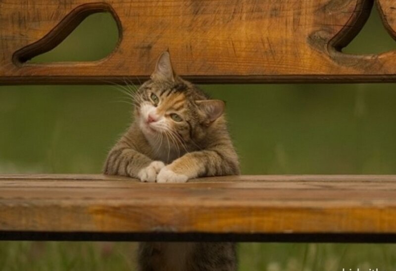 Tabby Cat on Bench — Brown, Calm, Afternoon, Photograph, Grass