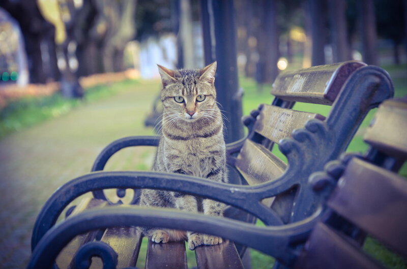 Tabby Cat on Bench — Brown, Calm, Afternoon, Photograph, Trees