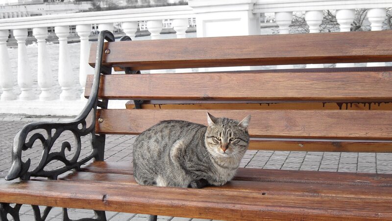 Tabby Cat on Bench — Brown, Calm, Photograph, Rail