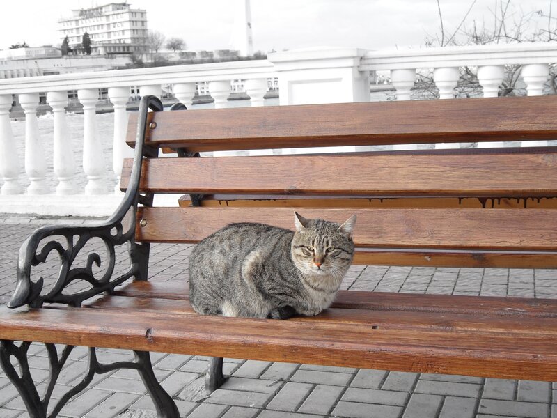 Tabby Cat on Bench — Brown, Calm, Photograph
