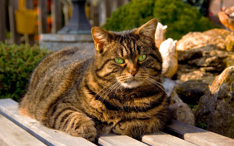 Tabby Cat on Bench — Brown, Calm