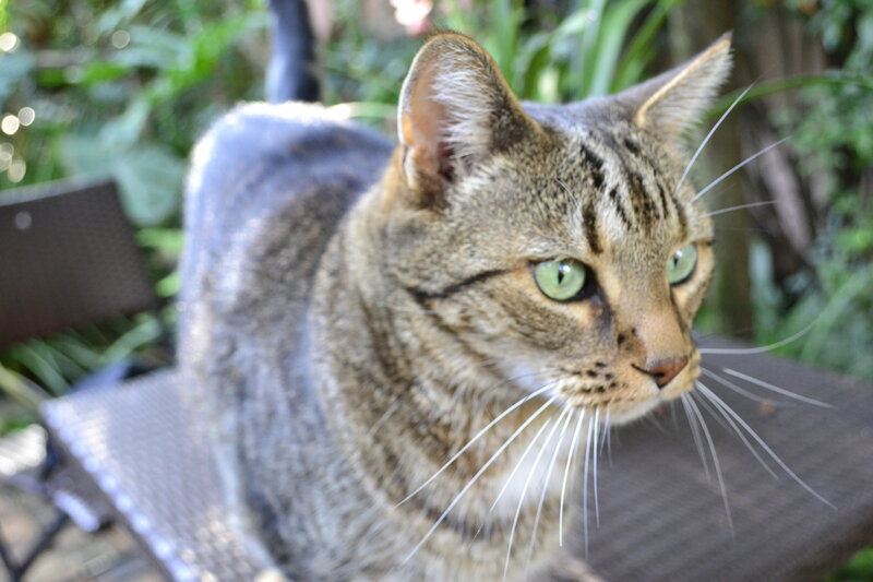 Tabby Cat on Bench — Brown