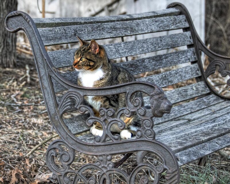 Tabby Cat on Bench — Gray, Calm, Autumn