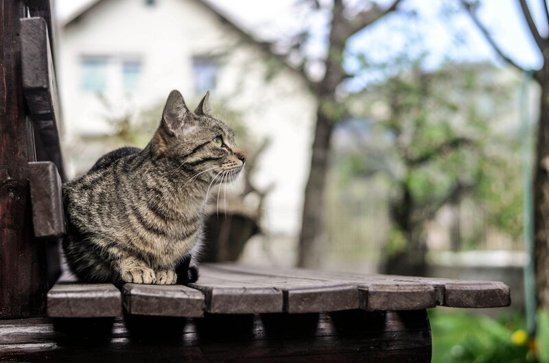 Tabby Cat on Bench — Gray