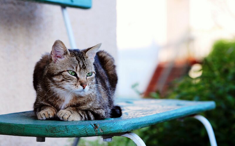 Tabby Cat on Bench — Green, Calm, Afternoon