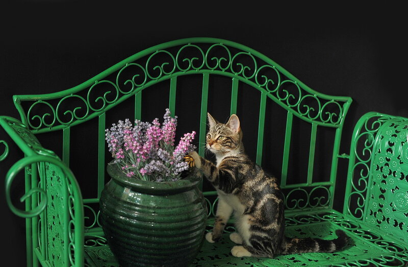 Tabby Cat on Bench — Green, Calm
