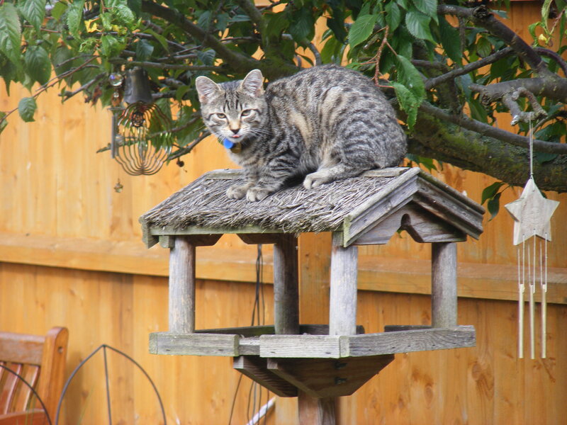 Tabby cat on bird feeder