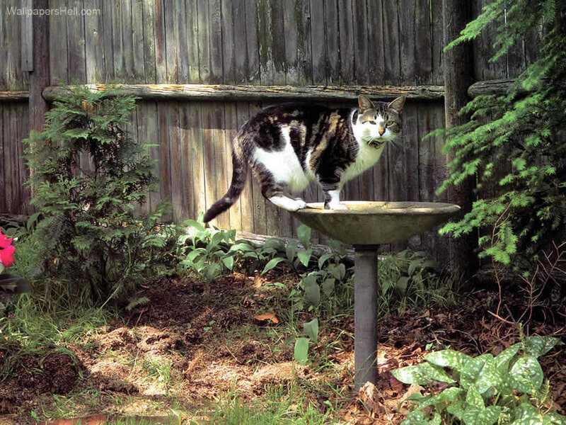 Tabby Cat on Birdbath