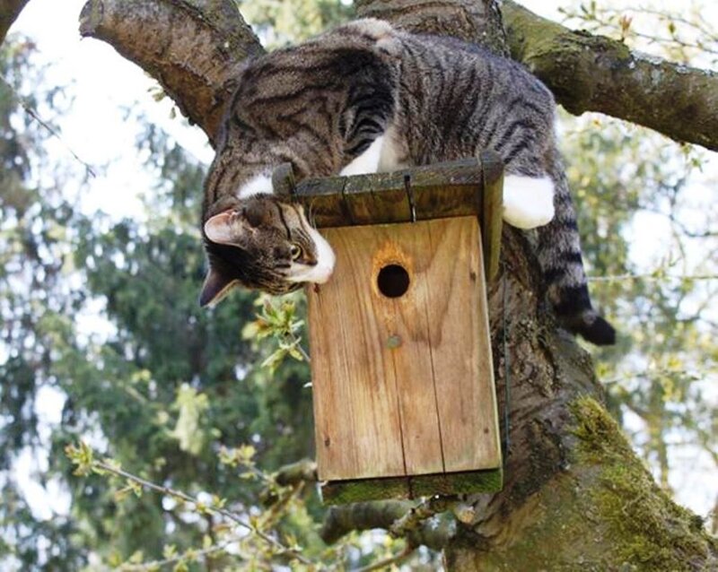 Tabby Cat on Birdhouse