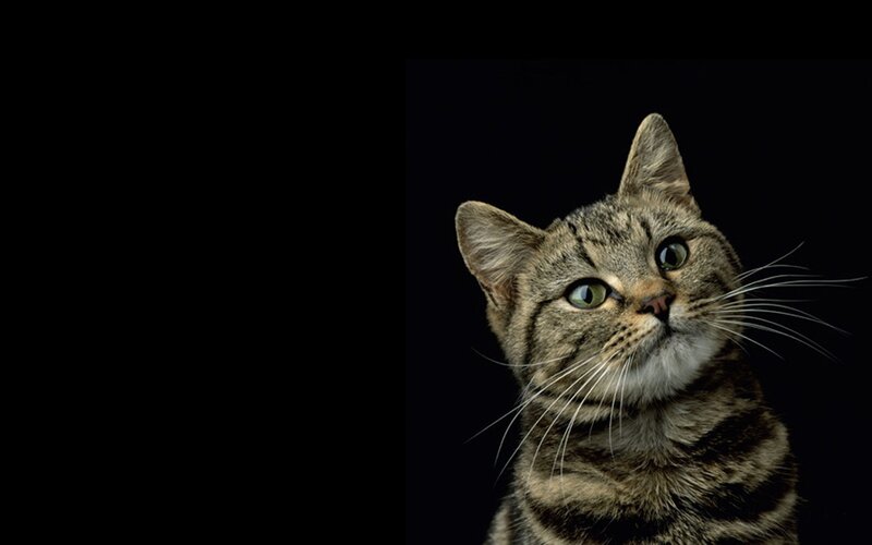tabby cat on black background