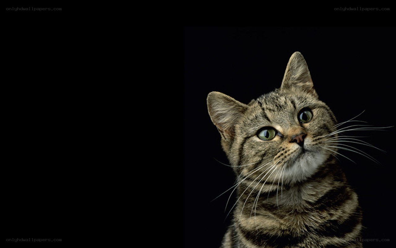 tabby cat on black background