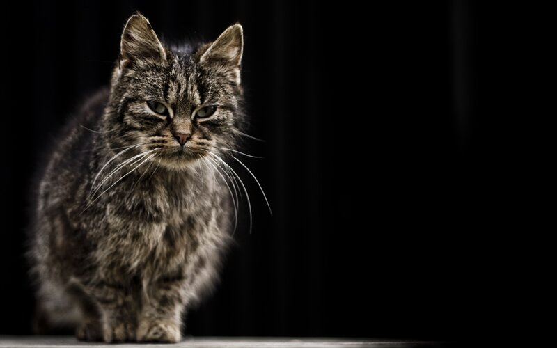 Tabby Cat on Black Background — Dramatic