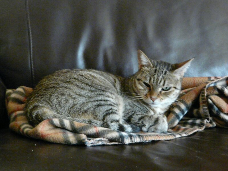 tabby cat on blanket