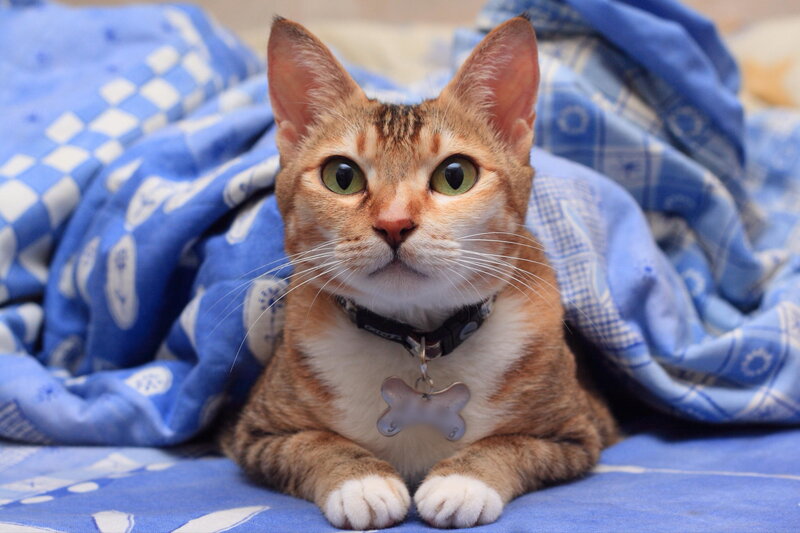 Tabby Cat on Blanket — Blue, Calm