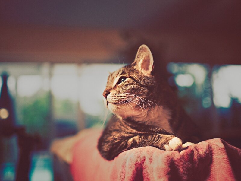 Tabby Cat on Blanket — Brown, Calm, Photograph