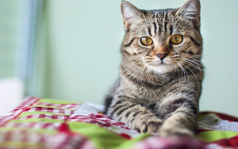 Tabby Cat on Blanket — Brown, Calm, Photograph, Window