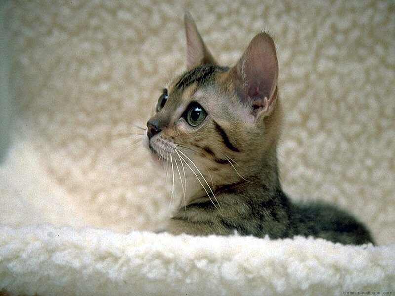 Tabby Cat on Blanket — Brown, Calm