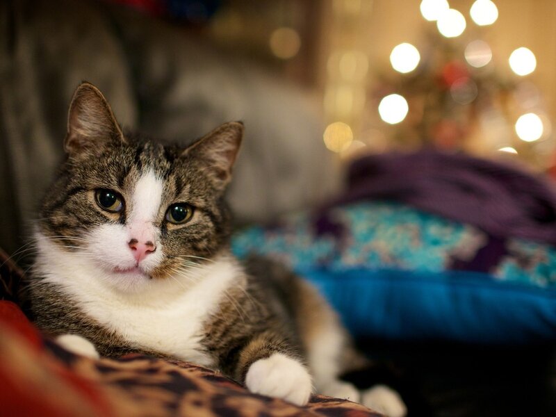 Tabby Cat on Blanket — Brown, Cozy