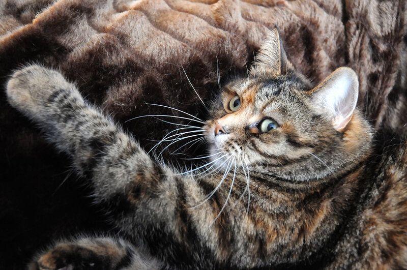Tabby Cat on Blanket — Brown