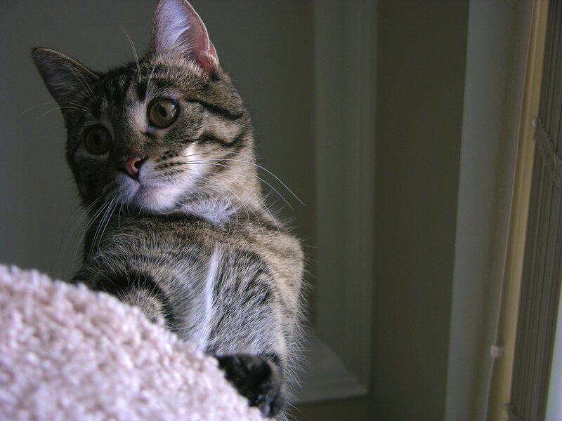 Tabby Cat on Blanket — Gray, Calm, Photograph