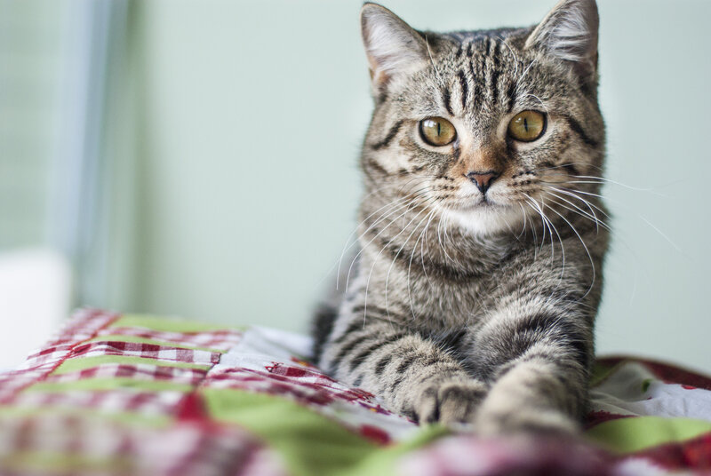 Tabby Cat on Blanket — Gray, Calm, Photograph, Window