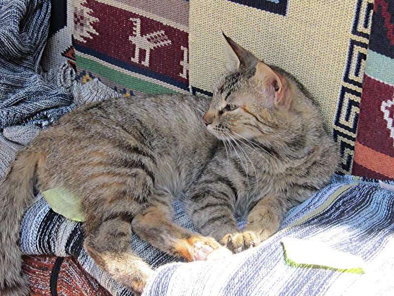 Tabby Cat on Blanket — Gray
