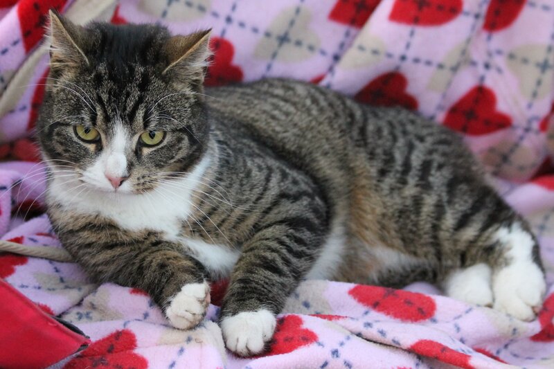 Tabby Cat on Blanket — Pink, Calm