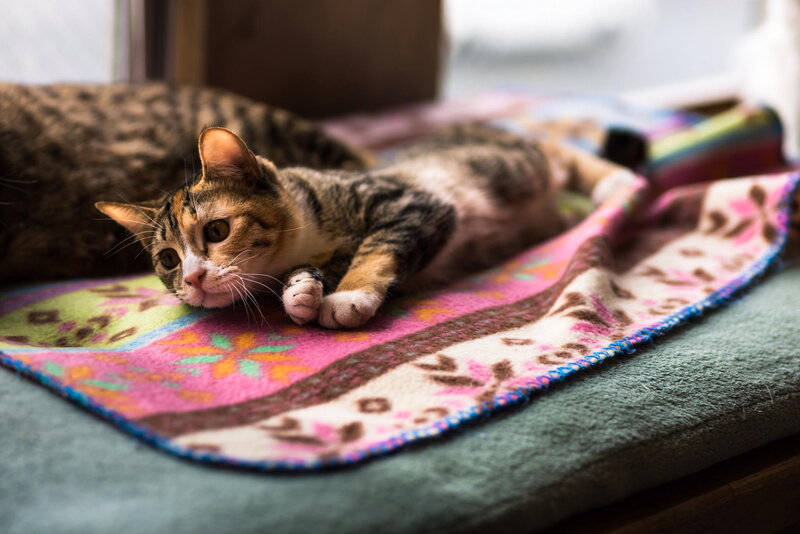 Tabby Cat on Blanket — Pink