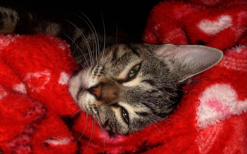 Tabby Cat on Blanket — Red, Calm, Night