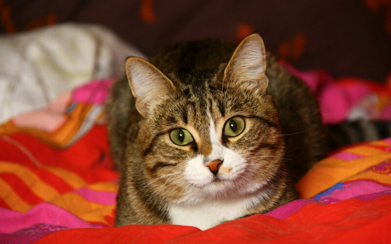 Tabby Cat on Blanket — Red, Calm, Photograph