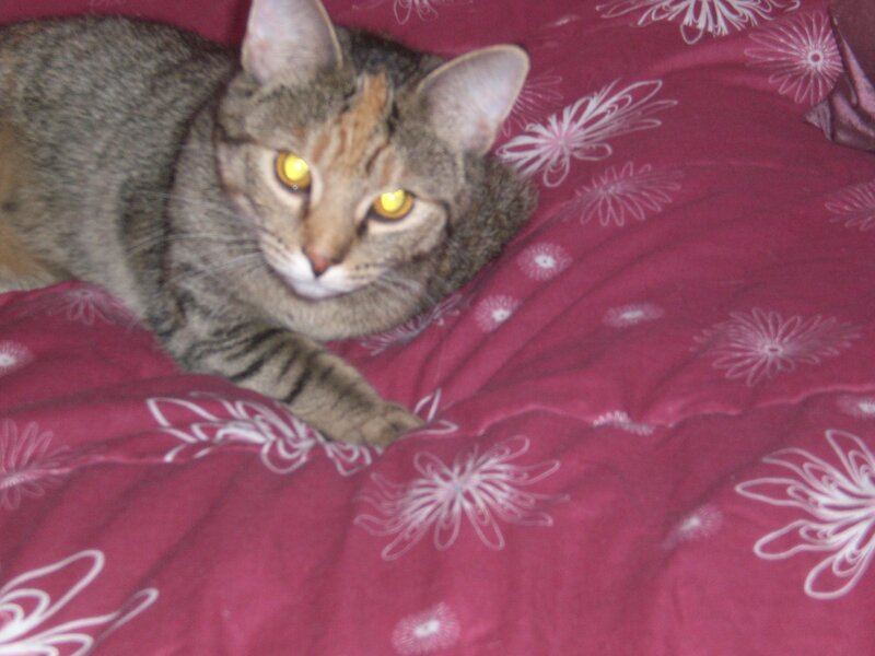 Tabby Cat on Blanket — Red, Calm, Photograph, White