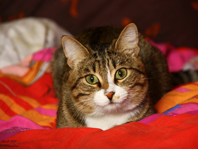 Tabby Cat on Blanket — Red, Calm