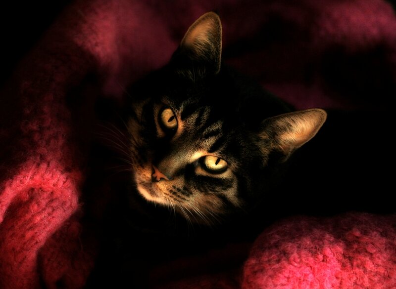 Tabby Cat on Blanket — Red
